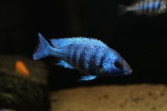 Placidochromis phenochilus Tanzania