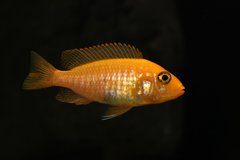 Aulonocara fire fish