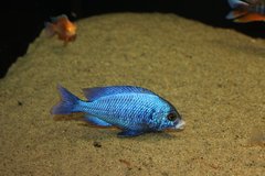 placidochromis phenochilus mdoka