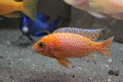 Aulonocara fire fish