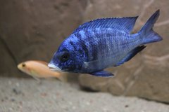 Placidochromis phenochilus mdoka