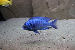 placidochromis phenochilus mdoka white lips