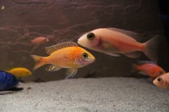 Aulonocara fire fish