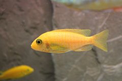 Aulonocara fire fish