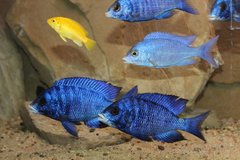 Placidochromis phenochilus mdoka white lips