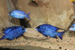 placidochromis phenochilus mdoka white lips