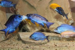 placidochromis phenochilus mdoka white lips