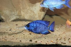 placidochromis phenochilus mdoka white lips