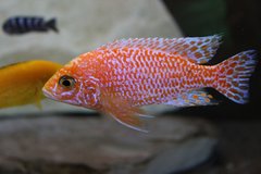 Aulonocara fire fish blue ice