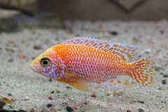 Aulonocara fire fish blue ice