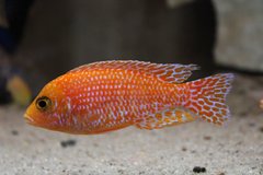 Aulonocara fire fish red dragon