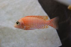 Aulonocara fire fish red dragon