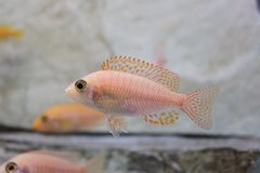 Aulonocara fire fish red dragon