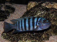 Metriaclima sp. "zebra chilumba", Maison Reef