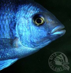 Placidochromis sp. phenochilus Tanzania Lupingu