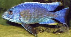 Copadichromis verduyni