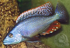 Dimidiochromis compressiceps