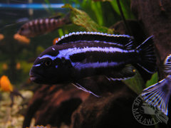 Melanochromis Cyaneorhabdos maingano