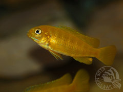 Pseudotropheus saulosi