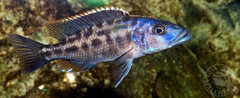 Tyrranochromis nigriventer