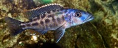 Tyrranochromis nigriventer