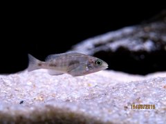 Placidochromis mdoka white lips