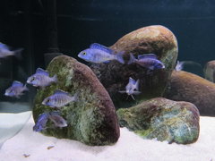 Placidochromis Mdoka