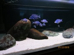 Placidochromis Mdoka