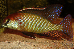Lethrinops sp red cap