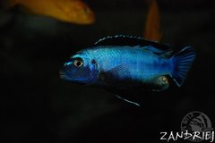 Zarzadca zbiornika