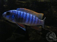 Labeotropheus trewavasae-samiec