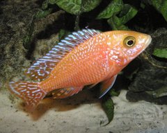 Aulonocara Fire Fish Red Dragon