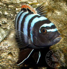 Cynotilapia afra z Likoma