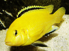 Labidochromis careuleus