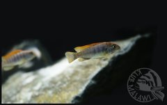 Labidochromis sp Hongi