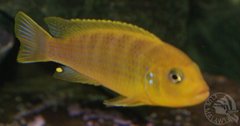 Pseudotropheus Sp. Lime