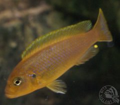 Metriaclima sp. "lime"