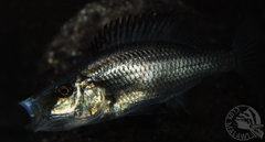 Dimidiochromis