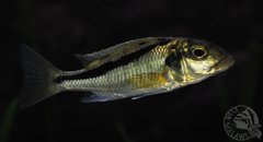 buccochromis heterotaenia