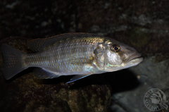 Tyrranochromis nigriventer