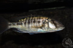 Tyrranochromis nigriventer