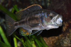 Tyrranochromis nigriventer