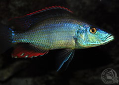 Dimidiochromis compressiceps