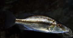 Dimidiochromis compressiceps