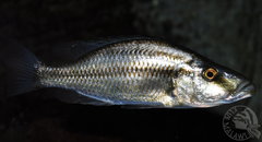 Dimidiochromis compressiceps