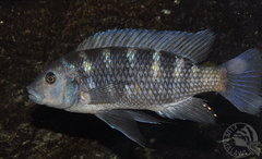 Pseudotropheus crabro