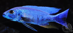 Sciaenochromis fryeri iceberg