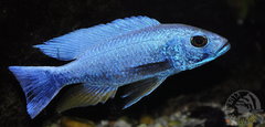 Sciaenochromis fryeri iceberg