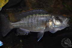 Tyrannochromis nigriventer