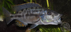 tyrannochromis nigriventer